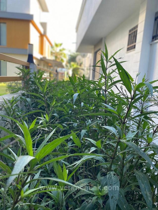 Die Beste Lage Und Das Beste 1+1 Gartenapartment Am Meer In Ürkmez Bengiler