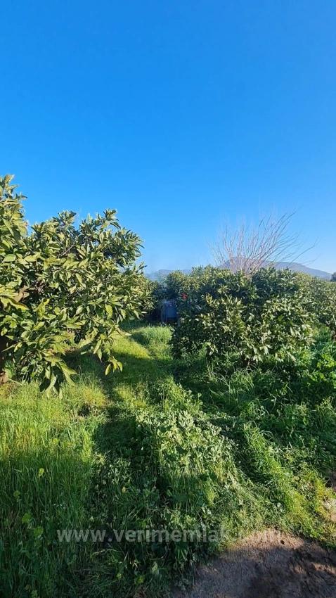 3.240 M² Mandarinenplantage In Bengilar, Seferihisar, 1 Km Vom Meer Entfernt Zu Verkaufen.
