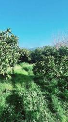 3.240 M² Mandarinenplantage In Bengilar, Seferihisar, 1 Km Vom Meer Entfernt Zu Verkaufen.