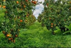 3.240 M² Mandarinenplantage In Bengilar, Seferihisar, 1 Km Vom Meer Entfernt Zu Verkaufen.