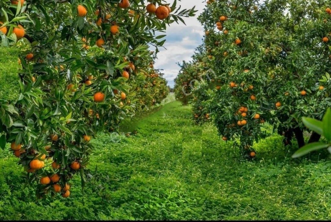 3,240 M² Mandarin Orchard For Sale In Bengilar, Seferihisar, 1 Km From The Sea.