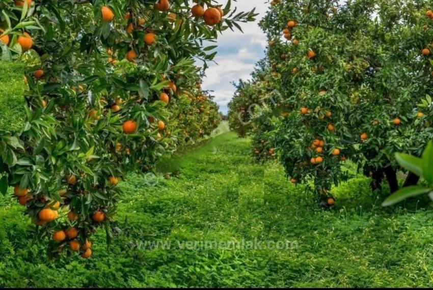 3,240 M² Mandarin Orchard For Sale In Bengilar, Seferihisar, 1 Km From The Sea.