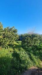3,240 M² Mandarin Orchard For Sale In Bengilar, Seferihisar, 1 Km From The Sea.