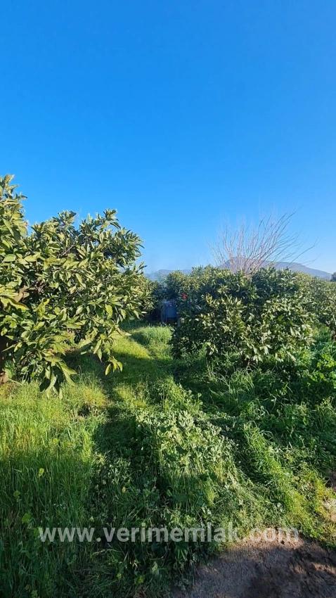 Seferihisar Ürkmez Bengiler Mah. Satılık Bağ & bahçe - Bağ & bahçe İmar Durumlu - 3.225 m²