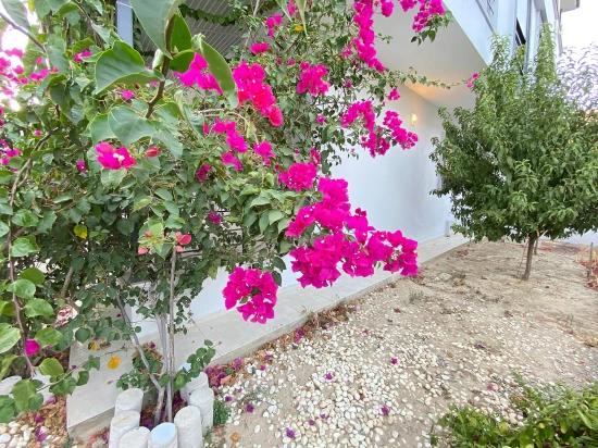 Ürkmez De Full Deniz Kelepir Villa Bahçeli Satılık 3+1 Villa