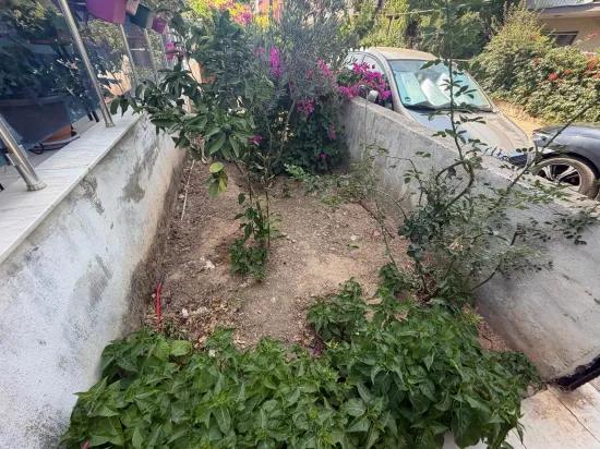 Seferihisar Bengiler’de denize 350m, meyve ağaçlı geniş bahçeli satılık 2+1 daire!