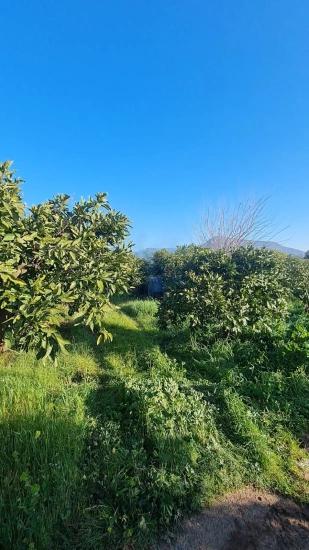 Seferihisar Bengilar'da Denize 1 Km Mesafede Satılık 3.240 M^2 Mandalina Bahçesi