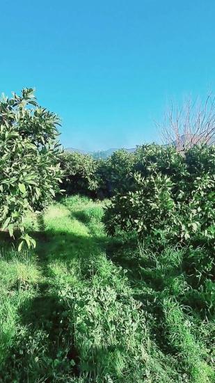 Seferihisar Bengilar'da Denize 1 Km Mesafede Satılık 3.240 M^2 Mandalina Bahçesi