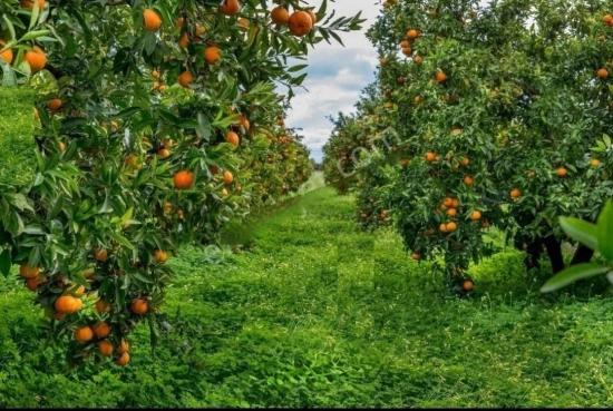 Seferihisar Bengilar'da Denize 1 Km Mesafede Satılık 3.240 M^2 Mandalina Bahçesi