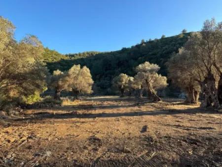 İzmir Güzelbahçe Tapudan Satışlı Elektrik Su Yolu Mevcut