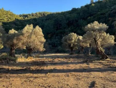 İzmir Güzelbahçe Tapudan Satışlı Elektrik Su Yolu Mevcut