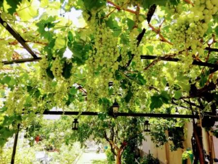 Seferihisar Ürkmezde Deniz Tarafında Eşyalı Satılık 4+1 Villa