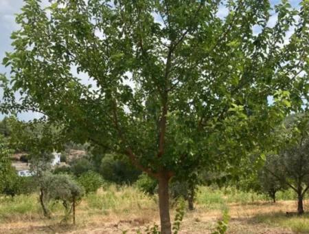 Seferihisar Ürkmez De  Şehir Merkezinde Asansör Ara Kat Satılık 3+1 Daire