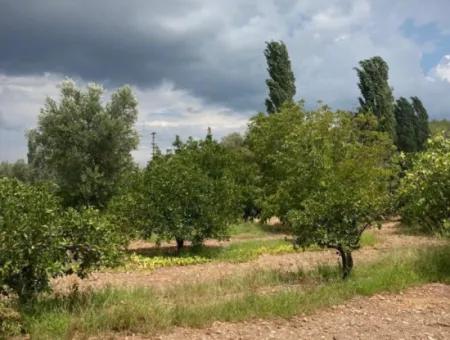 Seferihisar Ürkmez De  Şehir Merkezinde Asansör Ara Kat Satılık 3+1 Daire